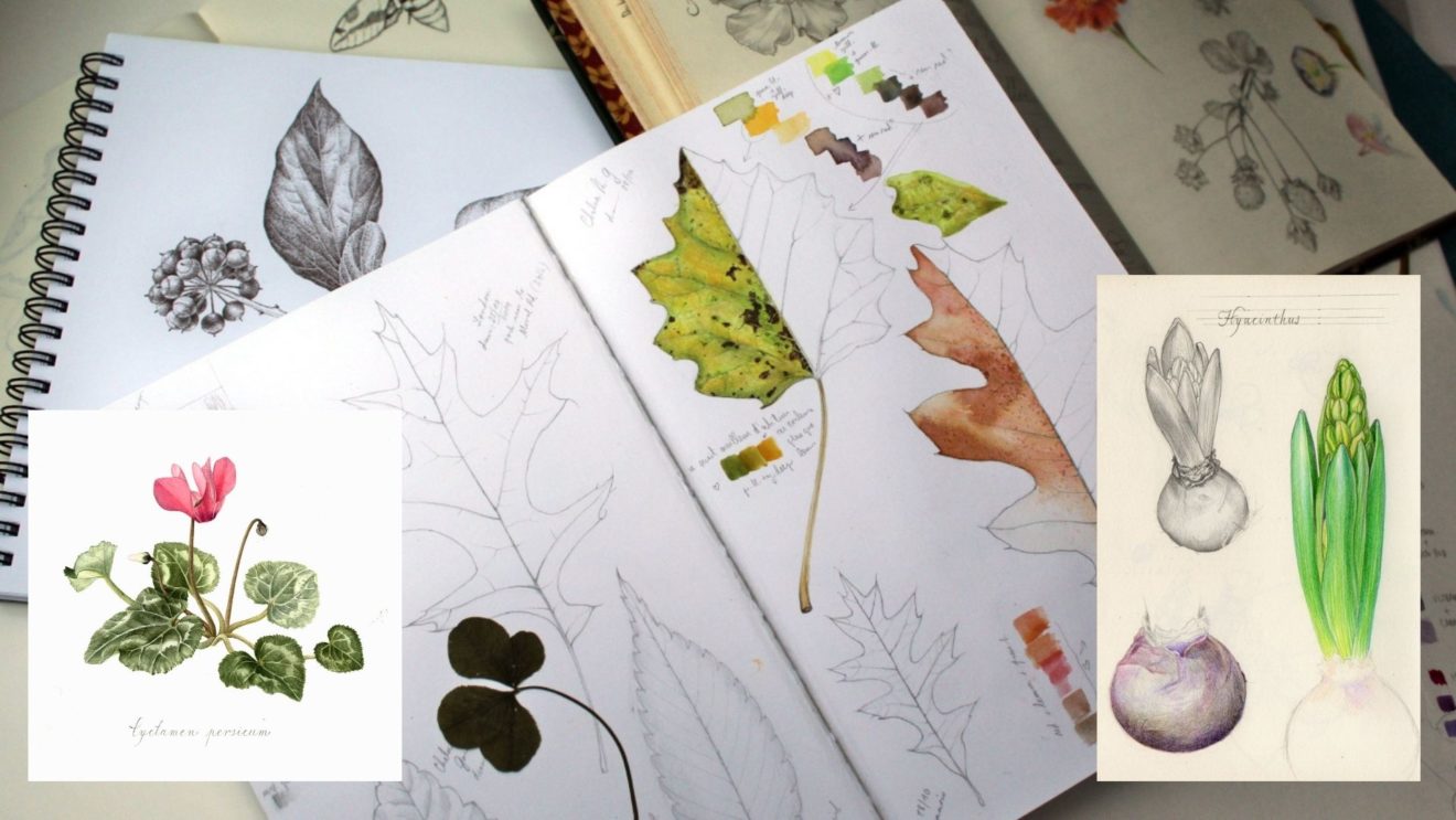 Atelier illustration botanique