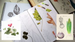 Atelier illustration botanique