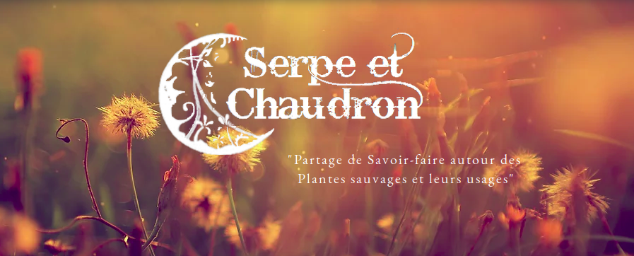 Plantes sauvages médicinales et leurs usages